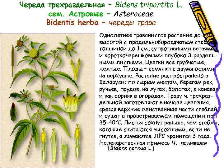 Череда трехраздельная – Bidens tripartita L. сем. Астровые – Asteraceae Bidentis herba – череды