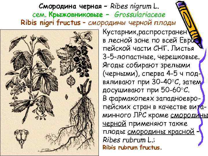 Смородина черная – Ribes nigrum L. сем. Крыжовниковые – Grossulariaceae Ribis nigri fructus –