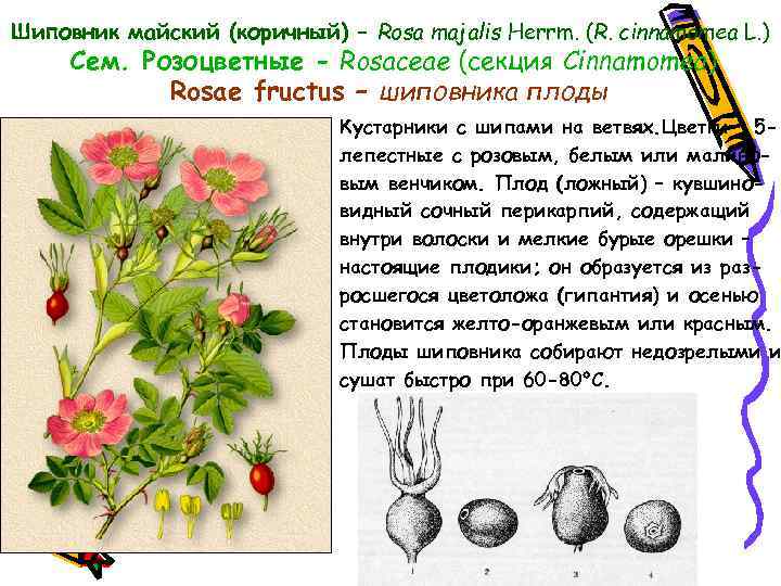 Шиповник майский (коричный) – Rosa majalis Herrm. (R. cinnamomea L. ) Cем. Розоцветные -