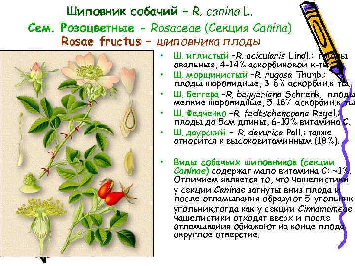 Шиповник собачий – R. canina L. Cем. Розоцветные - Rosaceae (Секция Canina) Rosae fructus