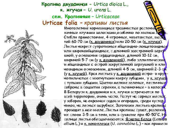 Крапива двудомная – Urtica dioica L. , к. жгучая – U. urens L. сем.