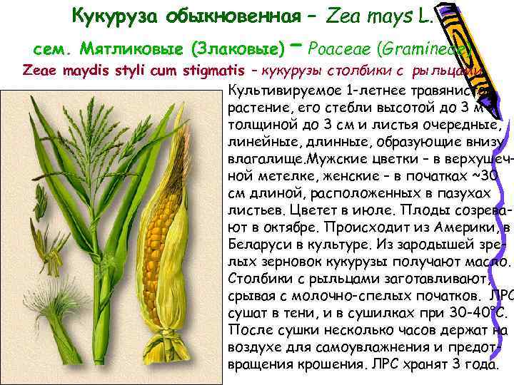 Кукуруза обыкновенная – Zea mays L. сем. Мятликовые (Злаковые) – Poaceae (Gramineae) Zeae maydis