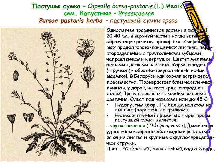 Пастушья сумка – Capsella bursa-pastoris (L. ) Medik. сем. Капустные – Brassicaceae Bursae pastoris