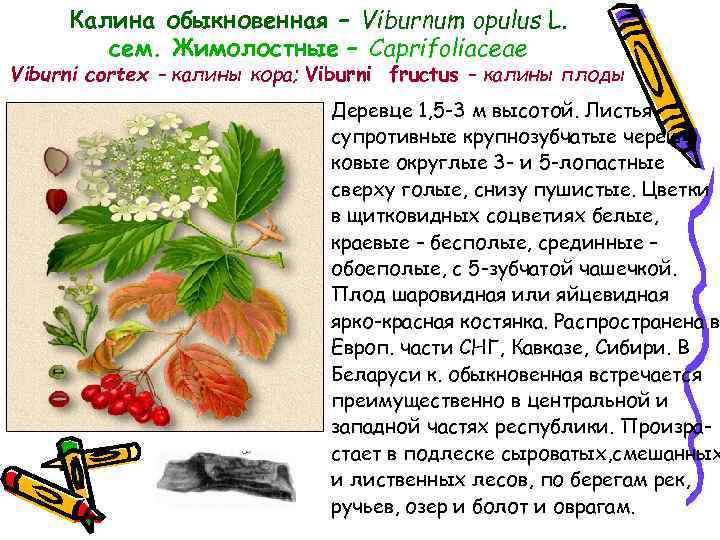 Калина обыкновенная – Viburnum opulus L. сем. Жимолостные – Caprifoliaceae Viburni cortex – калины