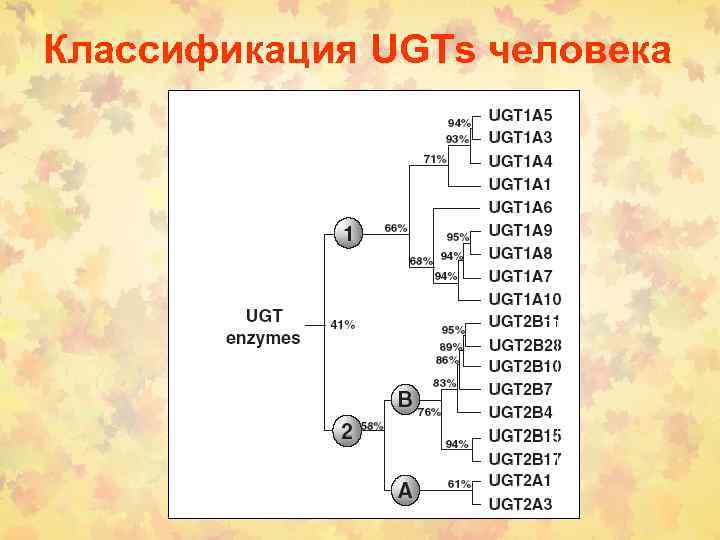 Классификация UGTs человека 