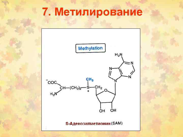 7. Метилирование 