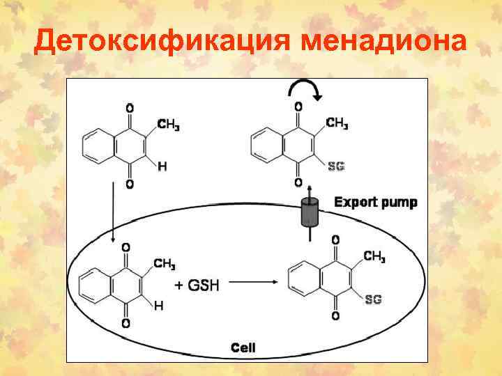 Детоксификация менадиона 