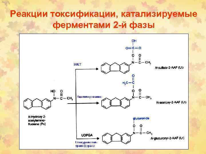Реакции токсификации, катализируемые ферментами 2 -й фазы 