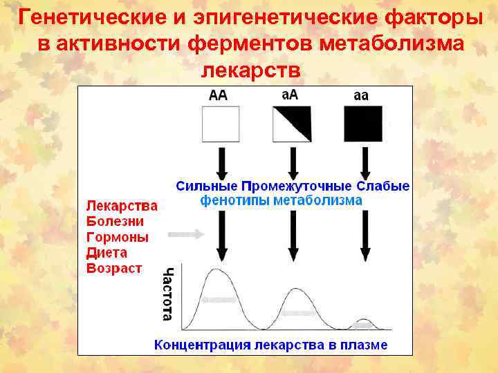Генетические и эпигенетические факторы в активности ферментов метаболизма лекарств 