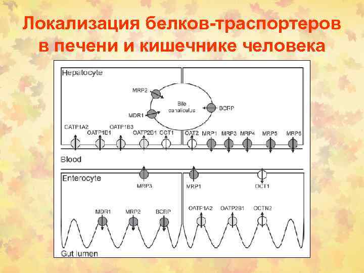 Локализация белков-траспортеров в печени и кишечнике человека 