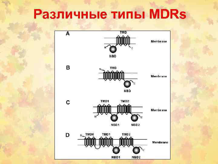 Различные типы MDRs 