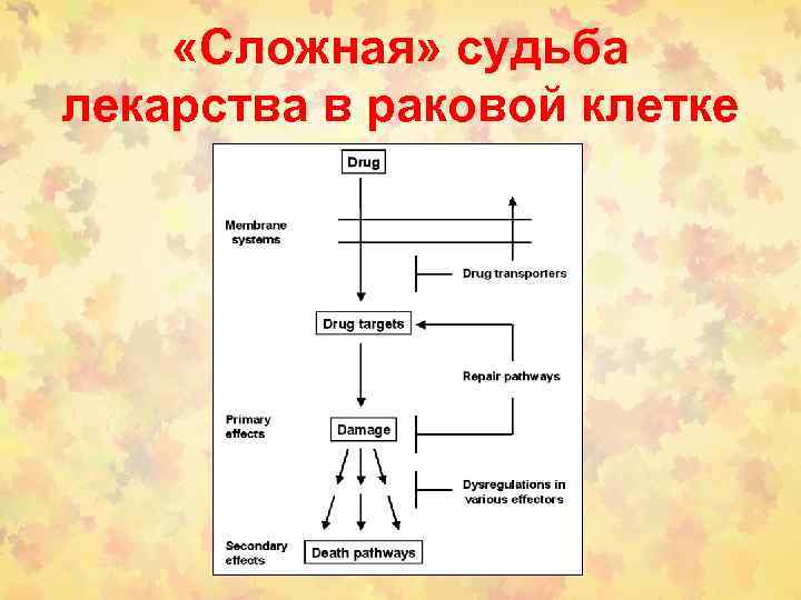  «Сложная» судьба лекарства в раковой клетке 