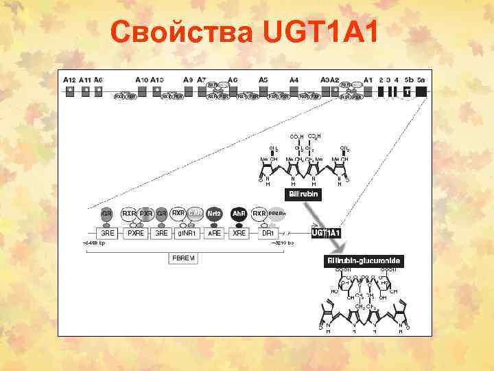 Свойства UGT 1 А 1 