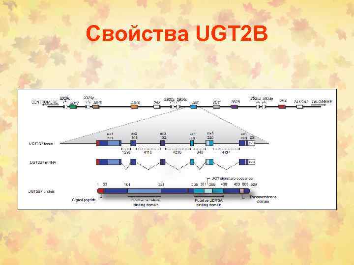 Свойства UGT 2 B 