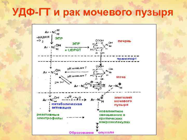 УДФ-ГТ и рак мочевого пузыря 