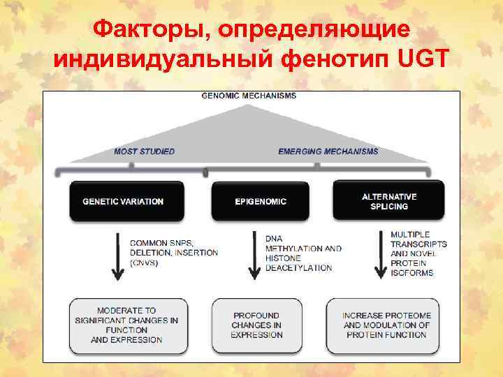 Факторы, определяющие индивидуальный фенотип UGT 