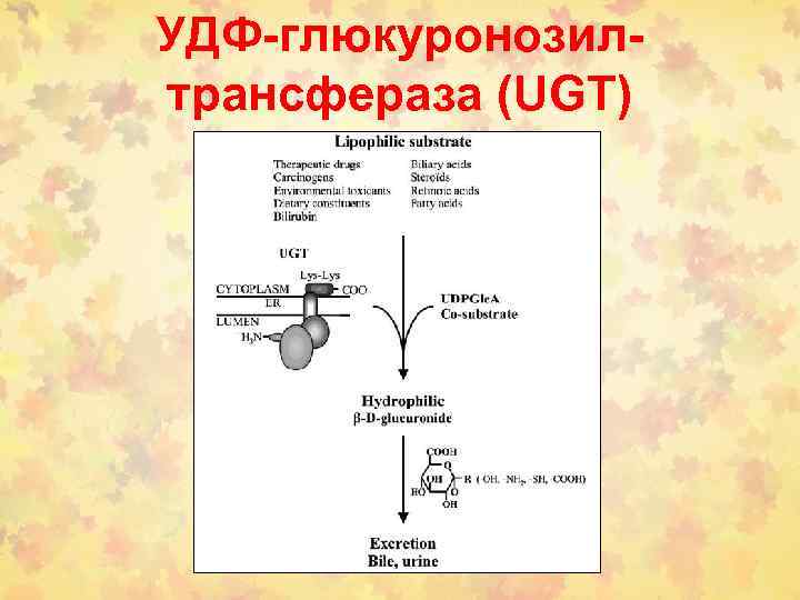УДФ-глюкуронозилтрансфераза (UGT) 