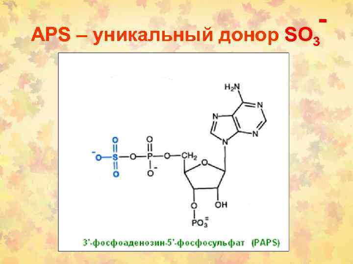 - APS – уникальный донор SO 3 