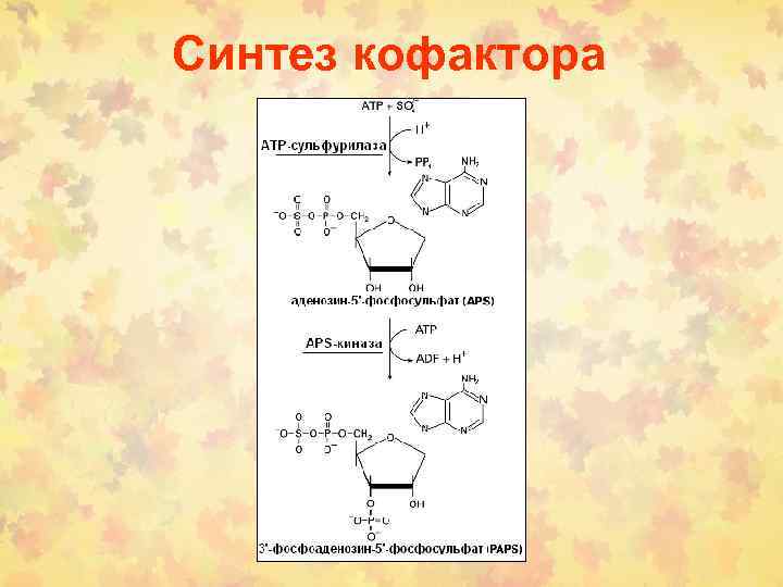 Синтез кофактора 