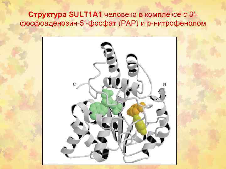 Структура SULT 1 A 1 человека в комплексе с 3’фосфоаденозин-5’-фосфат (PAP) и р-нитрофенолом 
