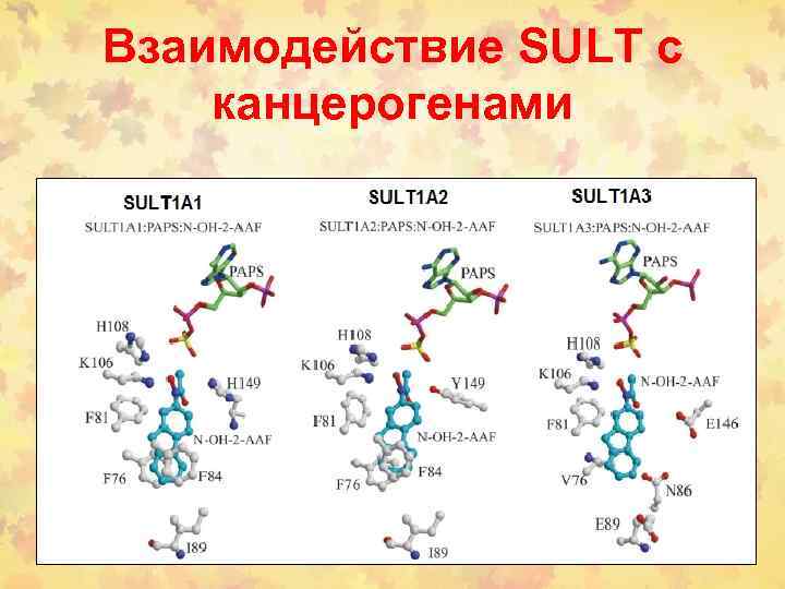 Взаимодействие SULT c канцерогенами 