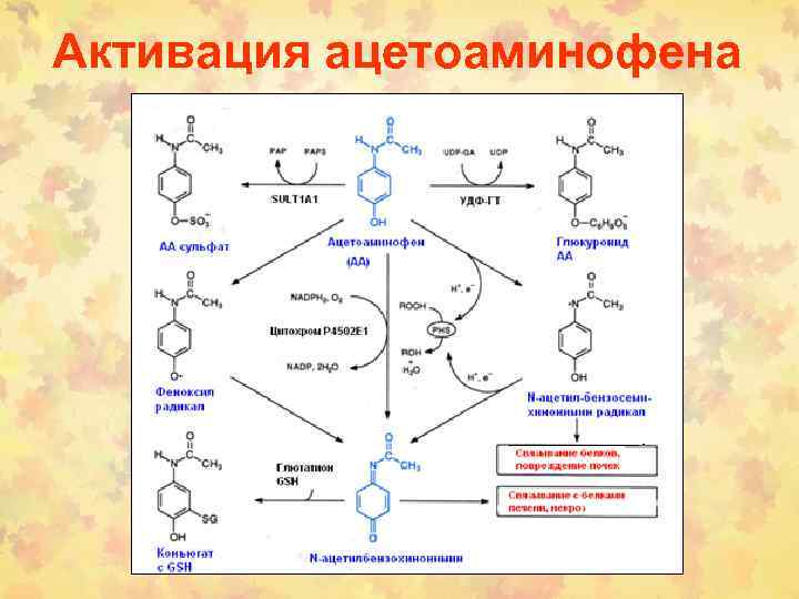 Активация ацетоаминофена 