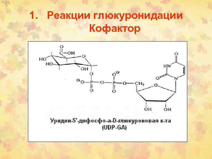 1. Реакции глюкуронидации Кофактор 