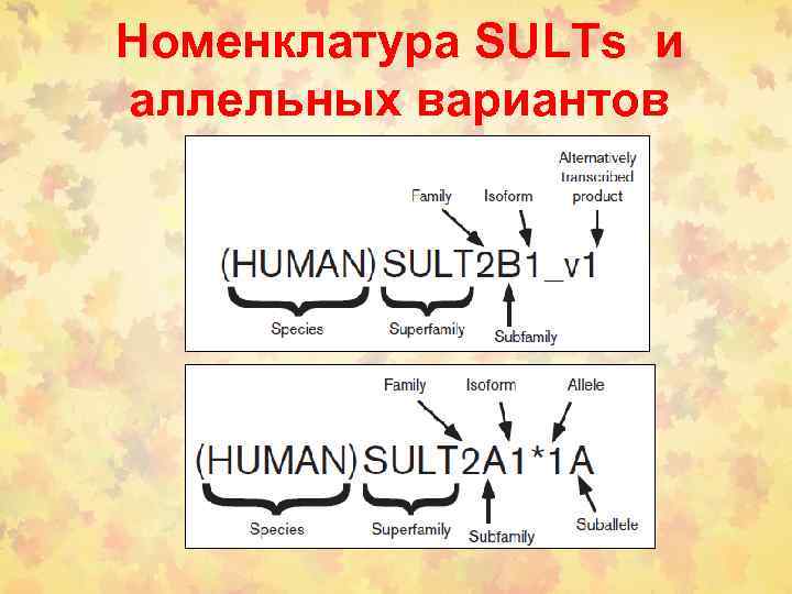Номенклатура SULTs и аллельных вариантов 