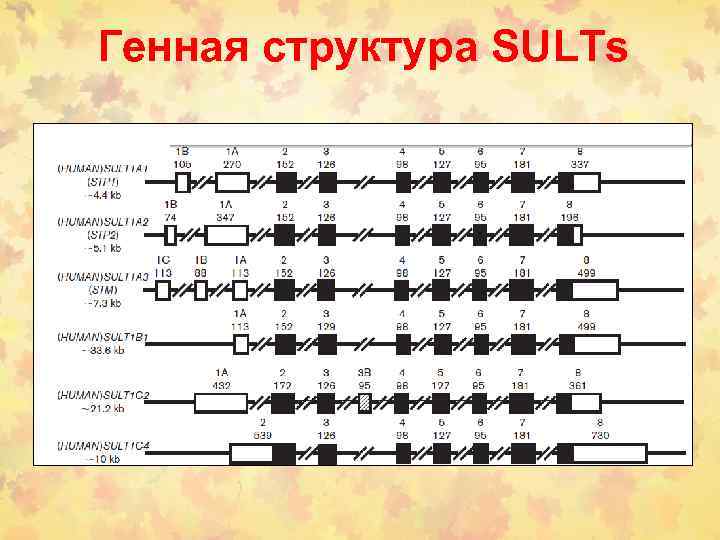 Генная структура SULTs 