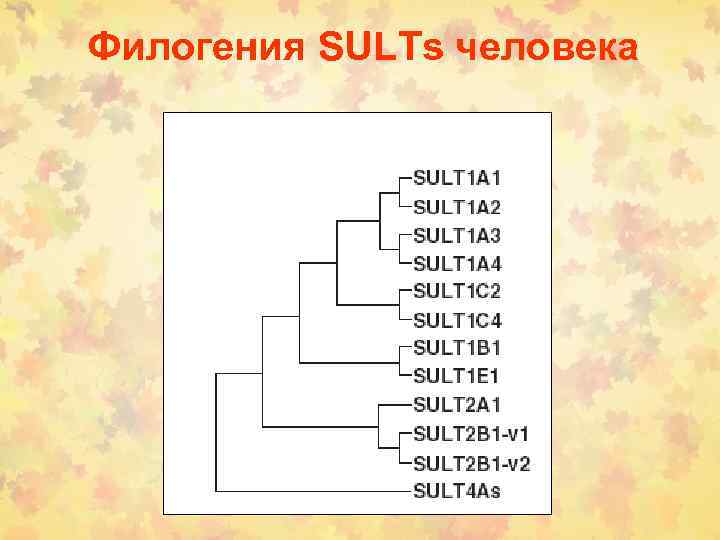 Филогения SULTs человека 