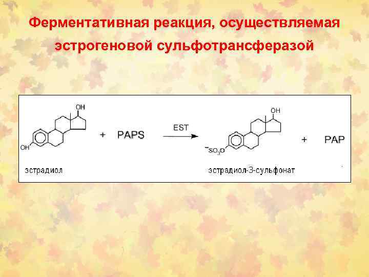 Ферментативная реакция, осуществляемая эстрогеновой сульфотрансферазой 