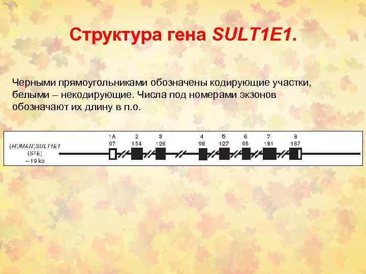 Структура гена SULT 1 E 1. Черными прямоугольниками обозначены кодирующие участки, белыми – некодирующие.