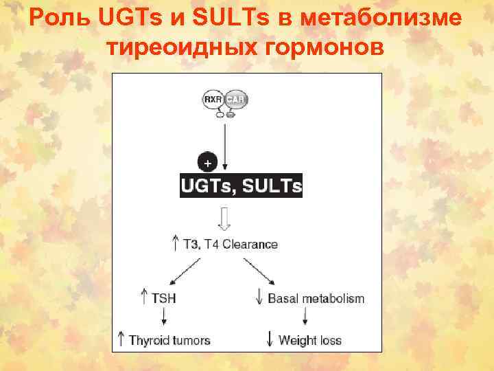 Роль UGTs и SULTs в метаболизме тиреоидных гормонов 