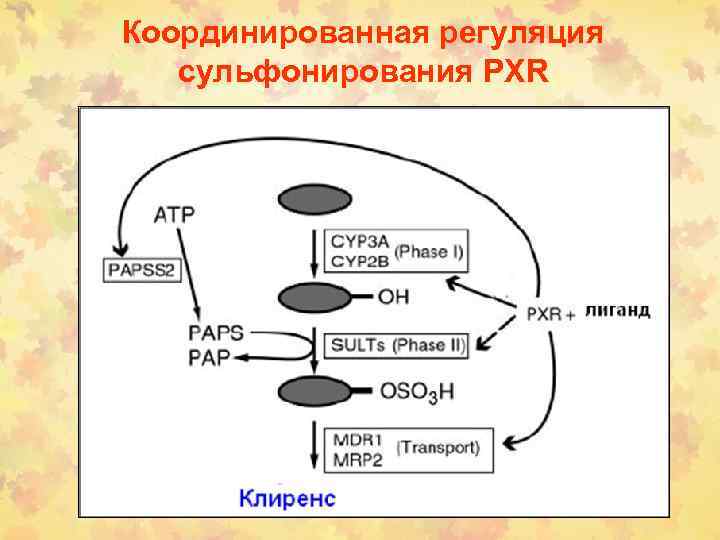 Координированная регуляция сульфонирования PXR 