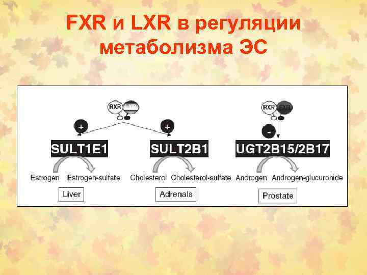 FXR и LXR в регуляции метаболизма ЭС 