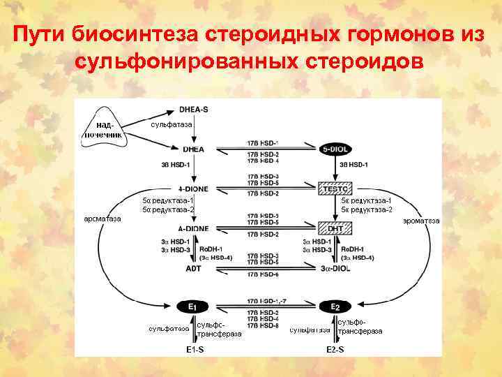 Пути биосинтеза стероидных гормонов из сульфонированных стероидов 