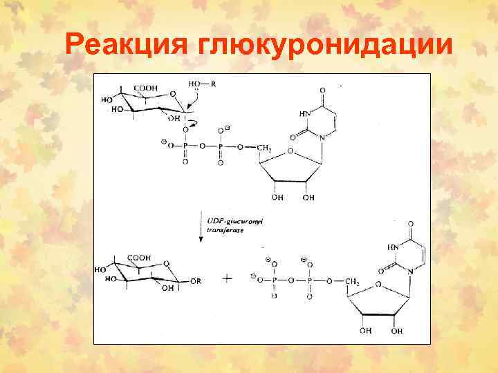 Реакция глюкуронидации 