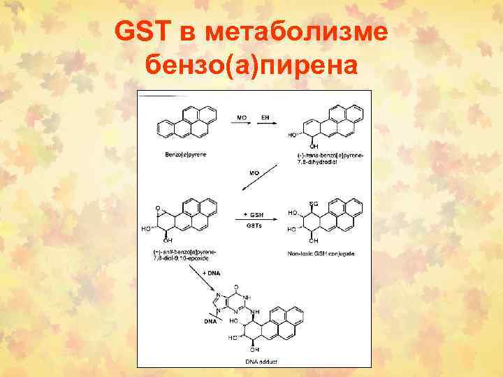 GSТ в метаболизме бензо(а)пирена 