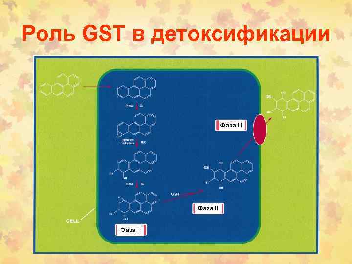 Роль GST в детоксификации 