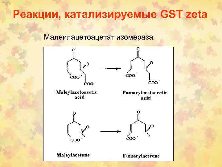 Реакции, катализируемые GST zeta Малеилацетоацетат изомераза: 
