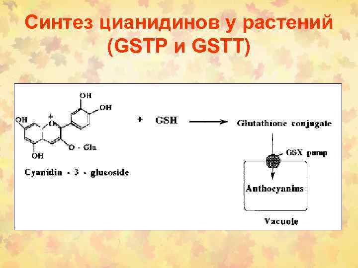 Синтез цианидинов у растений (GSTP и GSTT) 