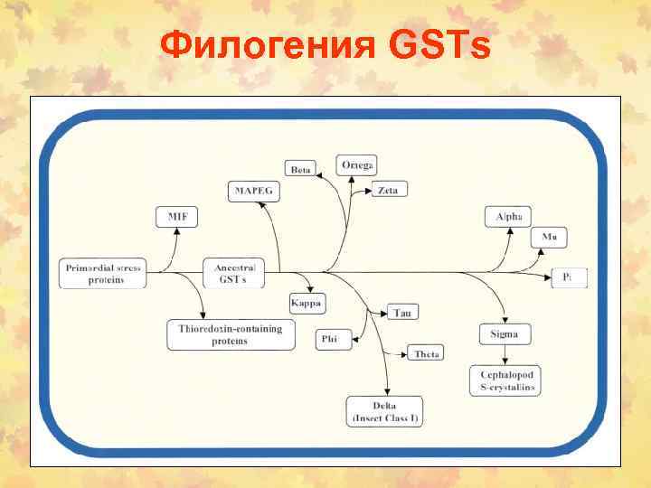 Филогения GSTs 