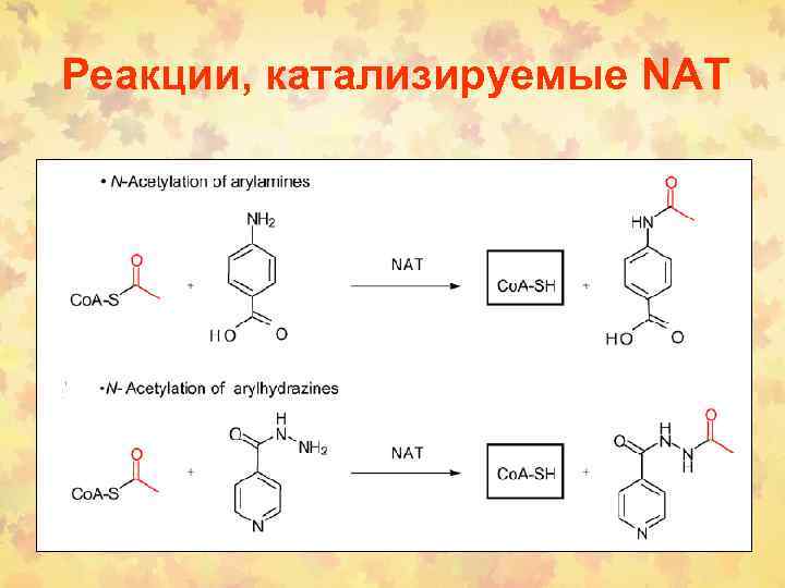 Реакции, катализируемые NAT 