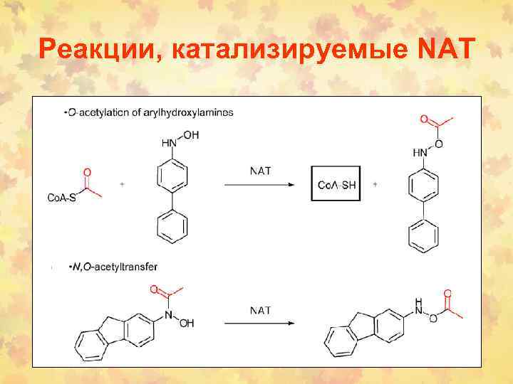 Реакции, катализируемые NAT 