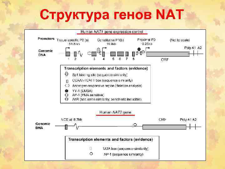 Структура генов NAT 