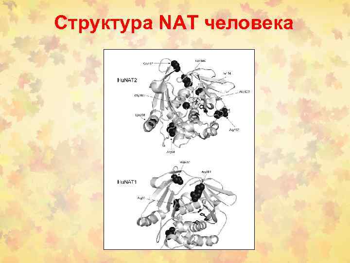 Структура NAT человека 