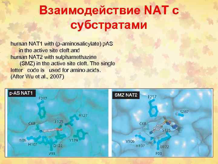 Взаимодействие NAT с субстратами human NAT 1 with (p-aminosalicylate) p. AS in the active