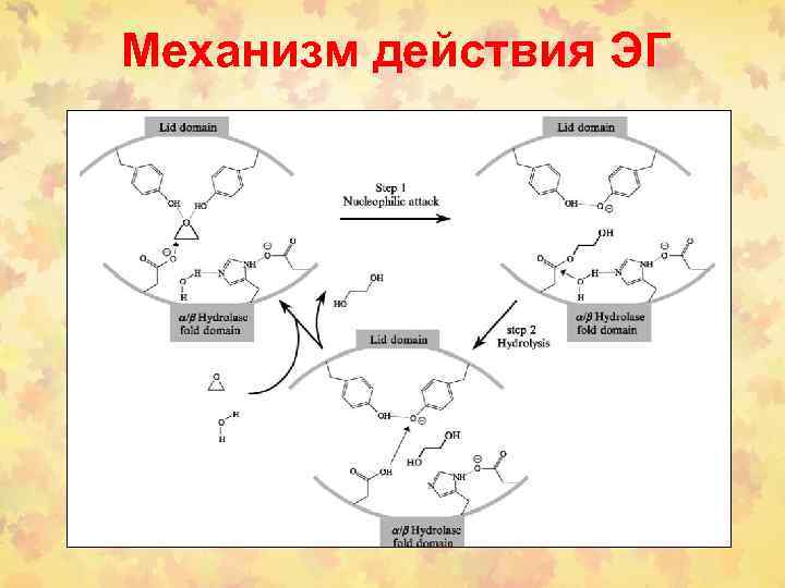 Механизм действия ЭГ 