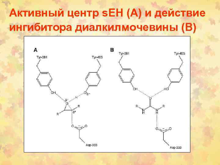 Активный центр s. EH (А) и действие ингибитора диалкилмочевины (В) 