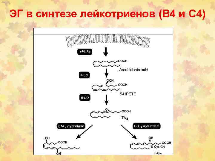 ЭГ в синтезе лейкотриенов (В 4 и С 4) 